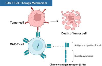 Frontiers | Predictive Short/long-term Efficacy Biomarkers And ...